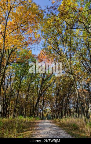 Im Herbst führt ein Wanderweg durch eine Eichensavanne im iat Waterfall Glen Forest Preserve in DuPage County, Illinois Stockfoto