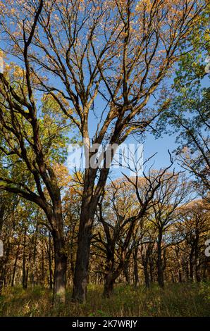 Eine Eichensavanna wirft ihre Blätter im Herbst, Waterfall Glen Forest Preserve, DuPage County, Illinois Stockfoto