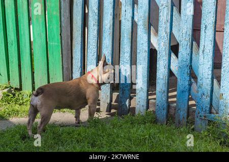 Neugierig Brown französisch Bulldogge Jagd, nette französisch Bulldogge spielen. Sommer auf dem Land Stockfoto