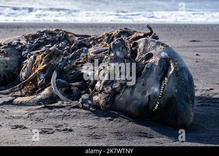 Ein zerfallender Walkadaver, vermutlich ein Beluga oder ein kleiner Orca - verwesender Walkadaver, vermutlich ein Beluga oder kleiner Orca Stockfoto