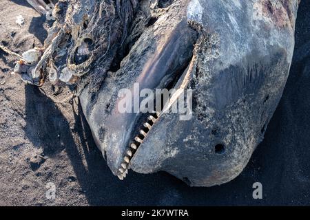 Ein zerfallender Walkadaver, vermutlich ein Beluga oder ein kleiner Orca - verwesender Walkadaver, vermutlich ein Beluga oder kleiner Orca Stockfoto