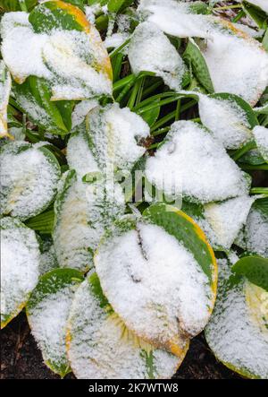 Ein seltener Schneesturm im Oktober im Norden von Illinois bedeckt Hostapflanzen in einem Vorstadtgarten, Shorewood, will County, Illinois Stockfoto