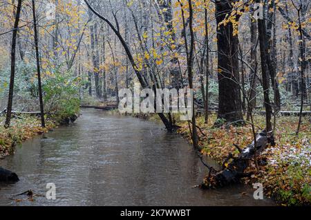 Schnee fällt auf den Herbstwald und Hammel Creek. Ein seltener Schneesturm im Oktober erhellt die Farben des Herbstes, Hammel Woods Forest Preserve, will County, IL Stockfoto