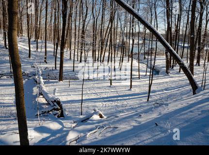 Ein kleiner Bach fließt durch Winterwälder, bevor er sich in der Ferne dem DuPage River, Hammel Woods Forest Preserve, will County, Illinois, anschließt Stockfoto