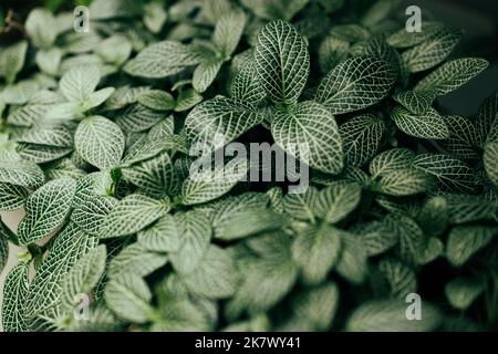 Nahaufnahme Naturansicht von grünem Blatt Fittonia albivenis Hintergrund. Dunkles Naturkonzept, tropisches Blatt Stockfoto