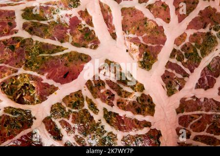 Steak mit Textur oder Hintergrund. Steaks Raw. Rohes Cowboy-Steak, marmoriertes Rindfleisch mit Gewürzen Rosmarin und Pfeffer auf weißem Marmorschiefer und grauem Tisch Stockfoto