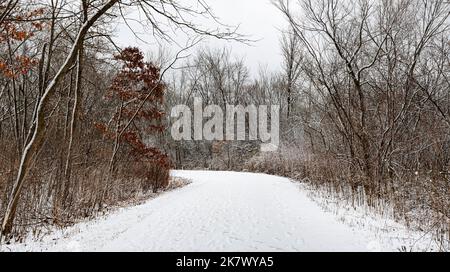 Der Weg in Hammel Woods Forest Preserve führt durch einen frisch verschneiten Wald, will County, Illinois Stockfoto