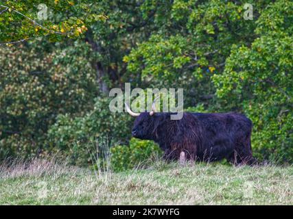 Highland Cow Stockfoto