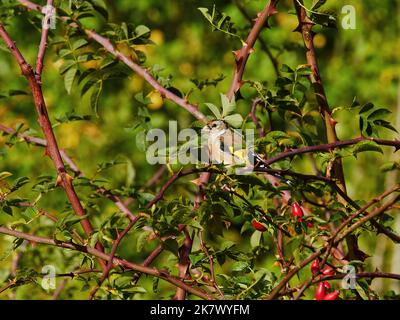 Ein Goldfink thront inmitten von Waldzweigen, Dornen und Hagebutten bei strahlendem Herbstsonnenschein. Stockfoto