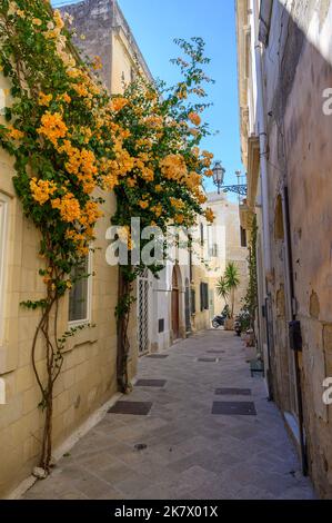 Eine schmale Wohnstraße mit traditionellen Steinhäusern und Kletterbäumen mit Orangenblüten im alten Teil von Lecce, Apulien (Apulien), Italien. Stockfoto