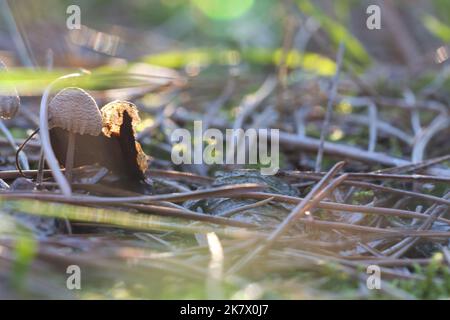 Pilz, verträumt, verwischt mit Sonnenstrahlen auf Nadelwaldboden im Herbst. Sanfte Lichtstimmung. Makroaufnahme aus der Natur im Wald Stockfoto