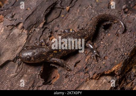 Ein erwachsener östlicher Tiger-Salamander (Ambystoma tigrinum) aus Cook County, Illinois, USA. Stockfoto