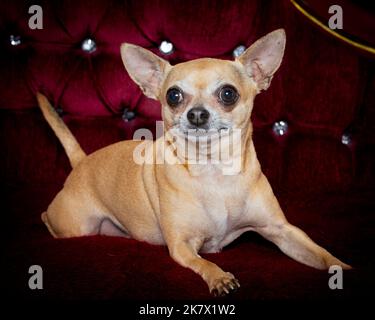 Bild eines Chihuahua in einer professionellen Studioumgebung Stockfoto