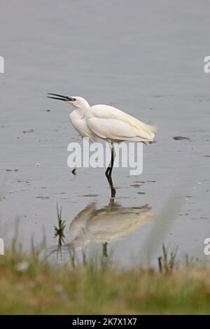 Kleiner Reiher (Egretta garzetta) Jugendliche trinken Norfolk GB Großbritannien Juni 2022 Stockfoto