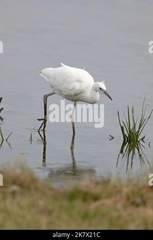 Kleiner Reiher (Egretta garzetta) juvenile Norfolk GB UK Juni 2022 Stockfoto