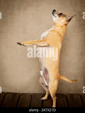 Bild eines Chihuahua in einer professionellen Studioumgebung Stockfoto