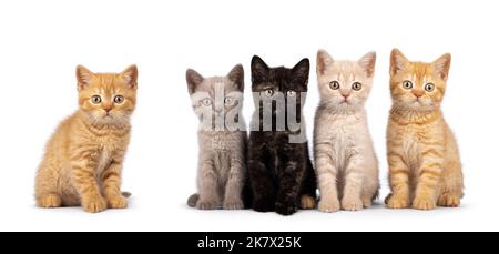 Wurf von 5 verschieden farbigen britischen Kurzhaar-Katzenbabys, die nebeneinander in perfekter Reihe sitzen. Alle blicken auf die Kamera. Isoliert auf einem weißen Stockfoto