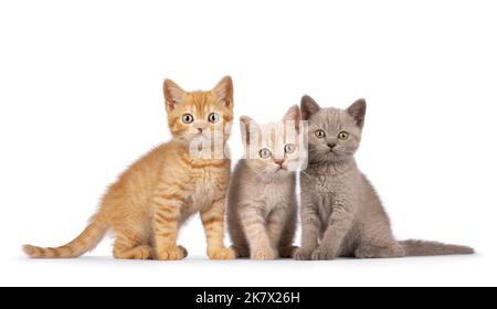 Wurf von 3 verschieden farbigen britischen Kurzhaar-Katzenbabys, die nebeneinander in perfekter Reihe sitzen. Alle blicken auf die Kamera. Isoliert auf einem weißen Stockfoto