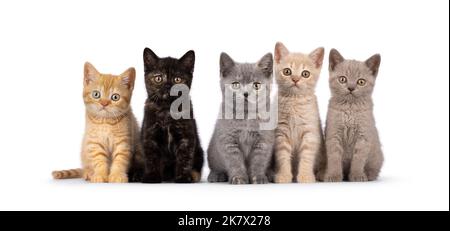 Wurf von 5 verschieden farbigen britischen Kurzhaar-Katzenbabys, die nebeneinander in perfekter Reihe sitzen. Alle blicken auf die Kamera. Isoliert auf einem weißen Stockfoto