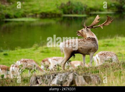 Milnthorpe, Cumbria, Großbritannien. 19. Oktober 2022. Ein dominanter Damhirsch-Buck hält zu Beginn der Brunftzeit in Milnthorpe, Cumbria, ein Auge auf seine Arbeit. UK Credit: John Eveson/Alamy Live News Stockfoto