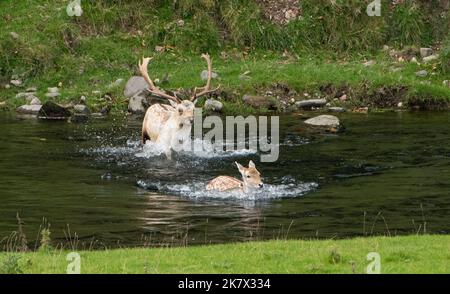 Milnthorpe, Cumbria, Großbritannien. 19. Oktober 2022. Ein dominanter Damhirsch, der zu Beginn der Brunftzeit in Milnthorpe, Cumbria, eine seiner Auslagen abrundete. UK Credit: John Eveson/Alamy Live News Stockfoto