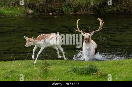 Milnthorpe, Cumbria, Großbritannien. 19. Oktober 2022. Ein dominanter Damhirsch, der zu Beginn der Brunftzeit in Milnthorpe, Cumbria, eine seiner Auslagen abrundete. UK Credit: John Eveson/Alamy Live News Stockfoto