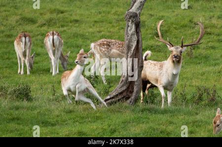 Milnthorpe, Cumbria, Großbritannien. 19. Oktober 2022. Ein dominanter Damhirsch, der zu Beginn der Brunftzeit in Milnthorpe, Cumbria, eine seiner Auslagen abrundete. UK Credit: John Eveson/Alamy Live News Stockfoto