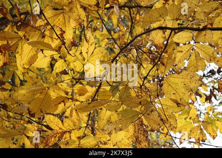 Ein Vordach aus Hickory-Blättern aus gelber Shagbarke im Herbst Stockfoto