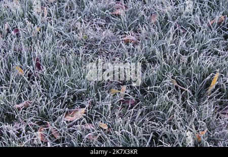 Eine Frosty Lawn Grass Textur Stockfoto