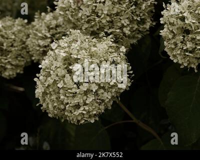 Nahaufnahme des weiß blühenden, mehrjährigen Laub-Gartenstrauch Hydrangea arborescens strong 'Annabelle' Stockfoto