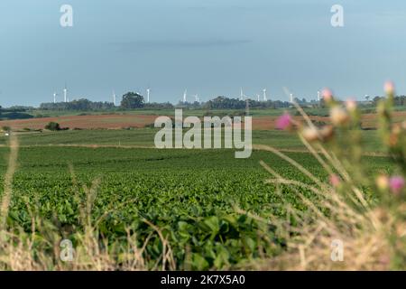 Sojabelder mit einer Straße mit Autos und einer Windmühlenfarm am Horizont Stockfoto