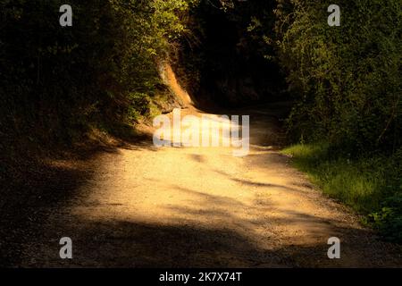Leafy and dark path illuminated by the morning sun Stockfoto