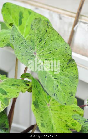 Alocasia, Alocasia mohito oder Mojito Alocasia oder tricolor Alocasia oder schwarz-grünes Blatt oder Alocasia bicolor Stockfoto