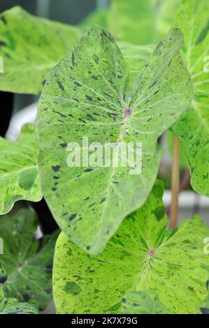 Alocasia, Alocasia mohito oder Mojito Alocasia oder tricolor Alocasia oder schwarz-grünes Blatt oder Alocasia bicolor Stockfoto