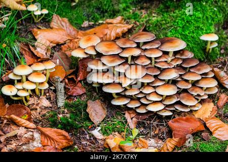 Dülmen, Münsterland, Deutschland. 19. Oktober 2022. Eine große Vielfalt an Pilzen, darunter Auster, Tintenmütze, Holzohr und Honigpilz, sind plötzlich überall im Wald aufgetaucht. Die Herbstsonne erzeugt im Naturschutzgebiet Dülmen im Münsterland lebendige Farben und Landschaften. Kredit: Imageplotter/Alamy Live Nachrichten Stockfoto