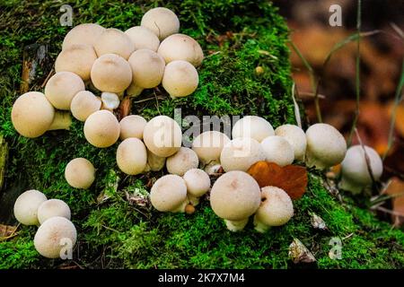 Dülmen, Münsterland, Deutschland. 19. Oktober 2022. Eine große Vielfalt an Pilzen, darunter Auster, Tintenmütze, Holzohr und Honigpilz, sind plötzlich überall im Wald aufgetaucht. Die Herbstsonne erzeugt im Naturschutzgebiet Dülmen im Münsterland lebendige Farben und Landschaften. Kredit: Imageplotter/Alamy Live Nachrichten Stockfoto