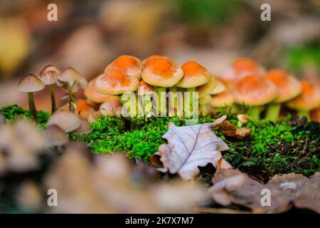 Dülmen, Münsterland, Deutschland. 19. Oktober 2022. Eine große Vielfalt an Pilzen, darunter Auster, Tintenmütze, Holzohr und Honigpilz, sind plötzlich überall im Wald aufgetaucht. Die Herbstsonne erzeugt im Naturschutzgebiet Dülmen im Münsterland lebendige Farben und Landschaften. Kredit: Imageplotter/Alamy Live Nachrichten Stockfoto