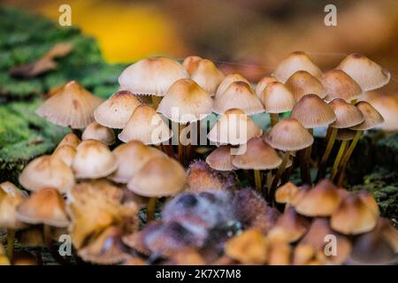 Dülmen, Münsterland, Deutschland. 19. Oktober 2022. Eine große Vielfalt an Pilzen, darunter Auster, Tintenmütze, Holzohr und Honigpilz, sind plötzlich überall im Wald aufgetaucht. Die Herbstsonne erzeugt im Naturschutzgebiet Dülmen im Münsterland lebendige Farben und Landschaften. Kredit: Imageplotter/Alamy Live Nachrichten Stockfoto