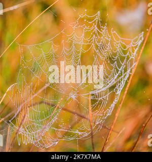 Dülmen, Münsterland, Deutschland. 19. Oktober 2022. Ein Spinnennetz ist mit Tau und winzigen Tröpfchen bedeckt. Die Herbstsonne erzeugt im Naturschutzgebiet Dülmen im Münsterland lebendige Farben und Landschaften. Kredit: Imageplotter/Alamy Live Nachrichten Stockfoto