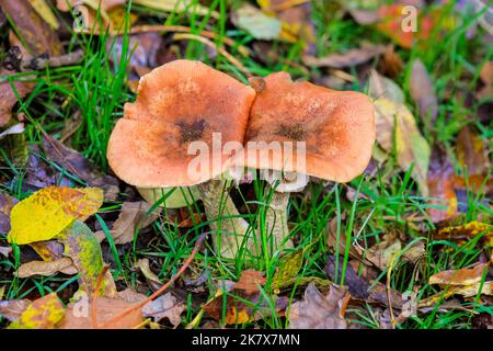 Dülmen, Münsterland, Deutschland. 19. Oktober 2022. Eine große Vielfalt an Pilzen, darunter Auster, Tintenmütze, Holzohr und Honigpilz, sind plötzlich überall im Wald aufgetaucht. Die Herbstsonne erzeugt im Naturschutzgebiet Dülmen im Münsterland lebendige Farben und Landschaften. Kredit: Imageplotter/Alamy Live Nachrichten Stockfoto