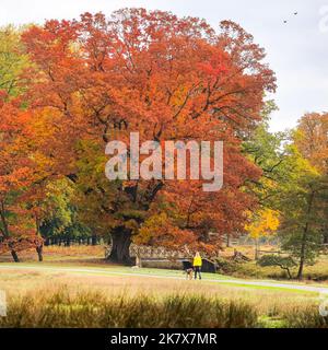 Dülmen, Münsterland, Deutschland. 19. Oktober 2022. Kredit: Imageplotter/Alamy Live Nachrichten Stockfoto