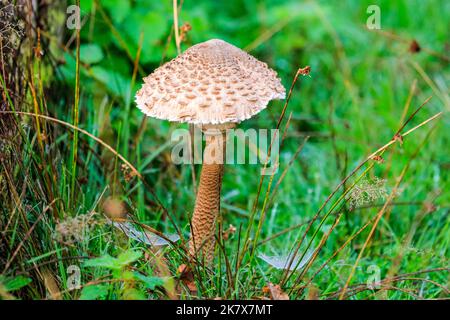 Dülmen, Münsterland, Deutschland. 19. Oktober 2022. Eine große Vielfalt an Pilzen, darunter Auster, Tintenmütze, Holzohr und Honigpilz, sind plötzlich überall im Wald aufgetaucht. Die Herbstsonne erzeugt im Naturschutzgebiet Dülmen im Münsterland lebendige Farben und Landschaften. Kredit: Imageplotter/Alamy Live Nachrichten Stockfoto