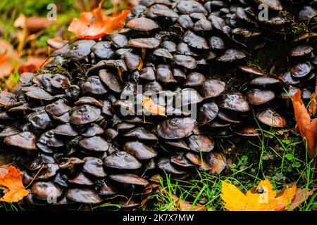 Dülmen, Münsterland, Deutschland. 19. Oktober 2022. Eine große Vielfalt an Pilzen, darunter Auster, Tintenmütze, Holzohr und Honigpilz, sind plötzlich überall im Wald aufgetaucht. Die Herbstsonne erzeugt im Naturschutzgebiet Dülmen im Münsterland lebendige Farben und Landschaften. Kredit: Imageplotter/Alamy Live Nachrichten Stockfoto