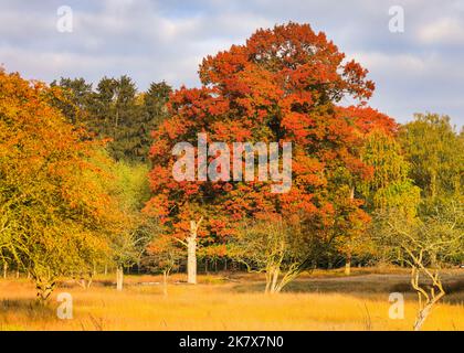 Dülmen, Münsterland, Deutschland. 19. Oktober 2022. Die Herbstsonne erzeugt im Naturschutzgebiet Dülmen im Münsterland lebendige Farben und Landschaften. Kredit: Imageplotter/Alamy Live Nachrichten Stockfoto