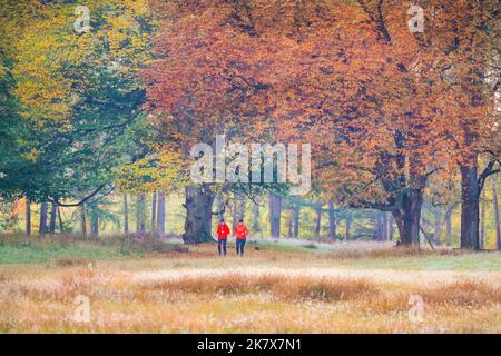 Dülmen, Münsterland, Deutschland. 19. Oktober 2022. Zwei Frauen joggen am Waldrand entlang. Die Herbstsonne erzeugt im Naturschutzgebiet Dülmen im Münsterland lebendige Farben und Landschaften. Kredit: Imageplotter/Alamy Live Nachrichten Stockfoto