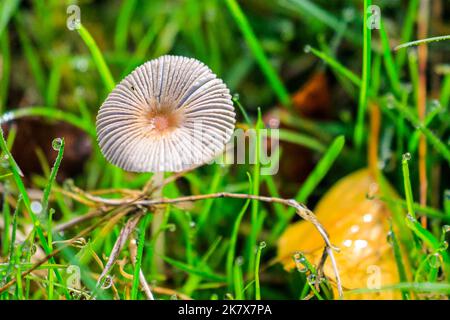 Dülmen, Münsterland, Deutschland. 19. Oktober 2022. Eine große Vielfalt an Pilzen, darunter Auster, Tintenmütze, Holzohr und Honigpilz, sind plötzlich überall im Wald aufgetaucht. Die Herbstsonne erzeugt im Naturschutzgebiet Dülmen im Münsterland lebendige Farben und Landschaften. Kredit: Imageplotter/Alamy Live Nachrichten Stockfoto