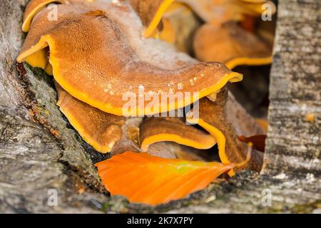 Dülmen, Münsterland, Deutschland. 19. Oktober 2022. Eine große Vielfalt an Pilzen, darunter Huhn-aus-dem-Wald (Laetiporus sulfureus), abgebildet, sind plötzlich überall im Wald aufgetaucht. Die Herbstsonne erzeugt im Naturschutzgebiet Dülmen im Münsterland lebendige Farben und Landschaften. Kredit: Imageplotter/Alamy Live Nachrichten Stockfoto