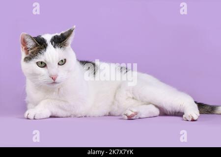 Weiße und gestromte europäische Kurzhaarkatze, die auf violettem Hintergrund liegt Stockfoto