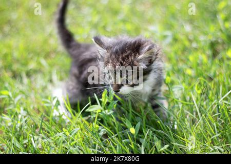 Gestreifte Katze Kätzchen spielen läuft herum auf dem grünen Rasen in der Sommersonne. Kleine neugierige Kätzchen laufen über den Rasen. Stockfoto