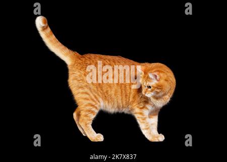 Porträt von Ingwer Katze isoliert auf schwarzem Hintergrund. Copyspace. Stockfoto